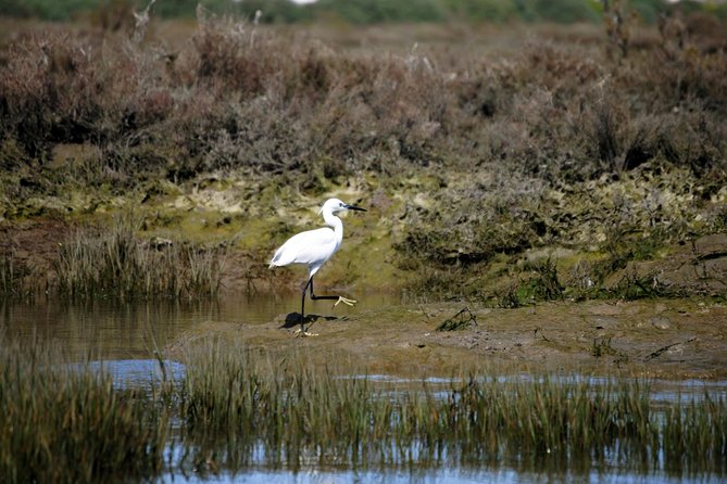 2-hour Bird Watching Guided Boat Trip in Ria Formosa from Faro Algarve - Barrinha Beach stop for breeding birds: Little Tern and Kentish Plover