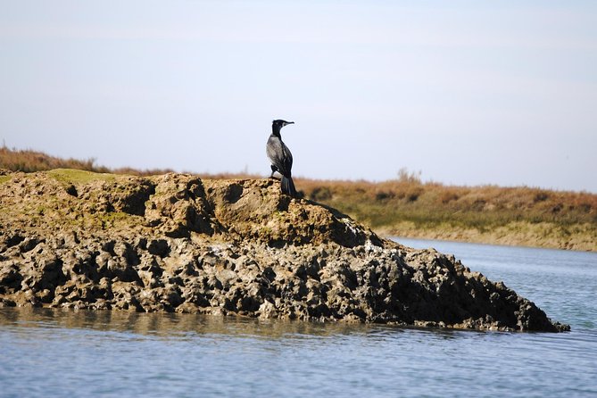 2-hour Bird Watching Guided Boat Trip in Ria Formosa from Faro Algarve - Price and value: what $48.27 buys you in real time