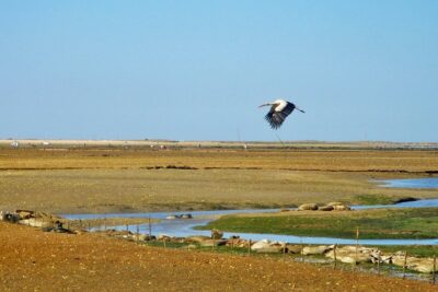 3-Hour Boat Tour in Ria Formosa on Olhão Algarve