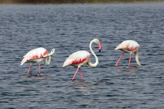 4-Hour Private Boat Tour in Ria Formosa - Price and Value: $503.27 Per Group for Up to 12
