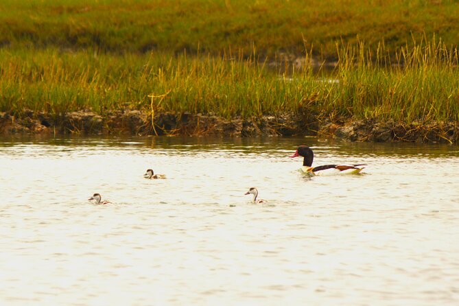 6 hour boat tour navegating through the Islands of Ria Formosa National Park - Desert Island area: sandbanks, quick swims, and room to wander