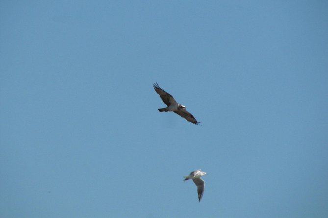 Afternoon birdwatching at Lagoa dos Salgados - Meeting Point and Timing: Simple, and Right for a Short Stay