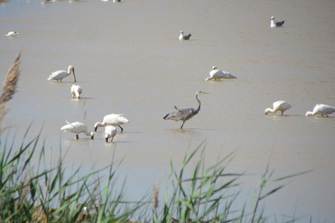 Afternoon birdwatching at Lagoa dos Salgados - One Stop Only: Lagoa dos Salgados and What You Actually Do There