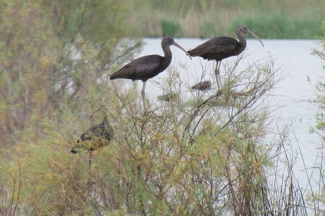 Afternoon birdwatching at Lagoa dos Salgados - Small Group Size and Your Viewing Experience