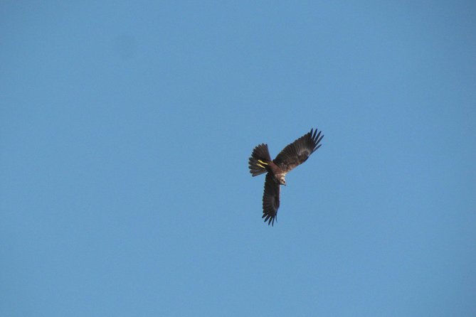 Afternoon birdwatching at Lagoa dos Salgados - Who This Birdwatching Tour Is Best For