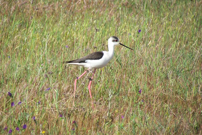 Afternoon birdwatching at Lagoa dos Salgados - Telescope Use and Guide Style: Why Close-Up Matters