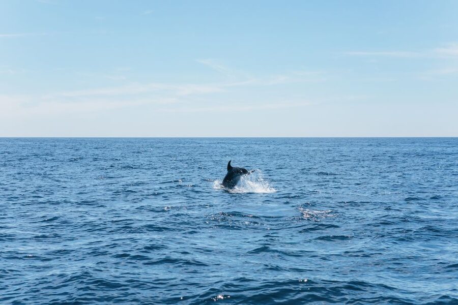 Albufeira: 2.5-Hour Benagil Caves & Dolphin Watching - Benagil Sea Cave: brief access, big payoff, and what to expect if seas change