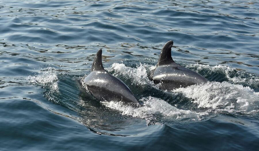 Albufeira: 2.5-Hour Dolphin Watching and Caves Trip - Should You Book This Dolphin and Caves Trip?