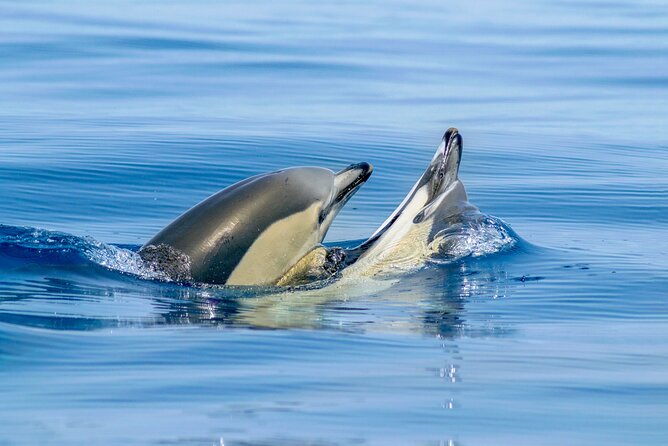 Albufeira 2 hour 30 minute Private Dolphin and Benagil Caves Tour - Price and value for a group up to 15