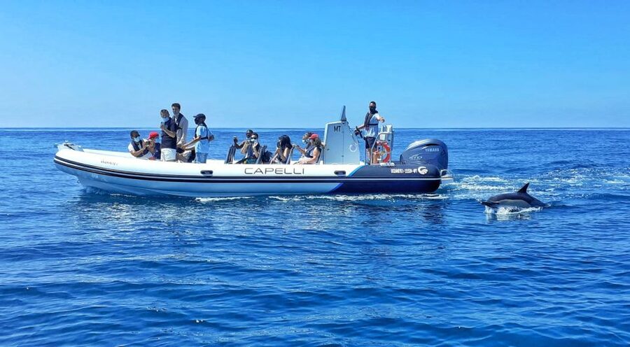 Albufeira: Benagil Cave and Dolphin Sightseeing Boat Cruise - From Albufeira Marina: the start that sets the tone