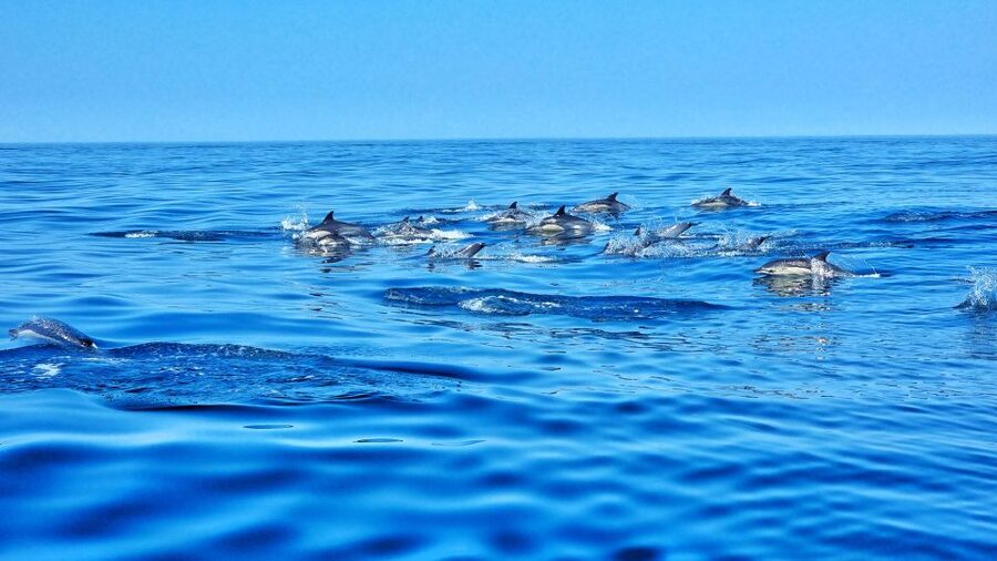 Albufeira: Benagil Cave and Dolphin Sightseeing Boat Cruise - Senhora da Rocha caves: golden sand and cave texture