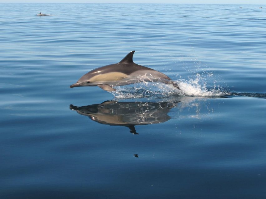 Albufeira: Benagil Cave and Dolphin Sightseeing Boat Cruise - Albandeira caves and rock formations: the “in-between” magic