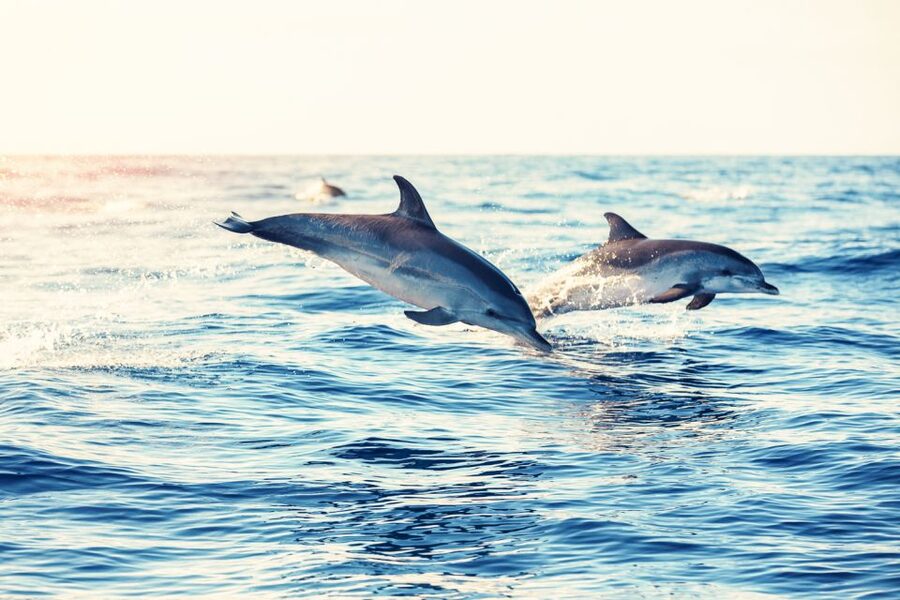 Albufeira: Benagil Caves & Dolphin Watching Speed Boat Tour - Should You Book Dream Wave Algarve’s Benagil and Dolphin Speed Boat Tour?