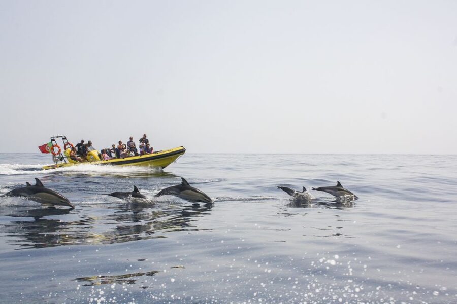 Albufeira: Benagil Caves & Dolphin Watching Speed Boat Tour - Dolphin Watching With a Realistic Plan: No Promises, Plenty of Chances