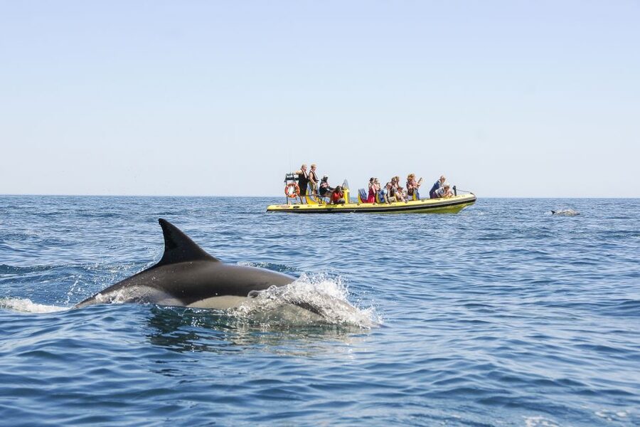 Albufeira: Benagil Caves & Dolphin Watching Speed Boat Tour - What You Pay for Around $40: Value Comes From the Boat Time
