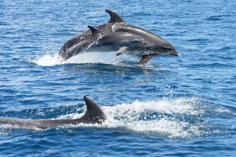 Albufeira: Dolphin Watching and Benagil Cave - Key things I’d plan around before you go