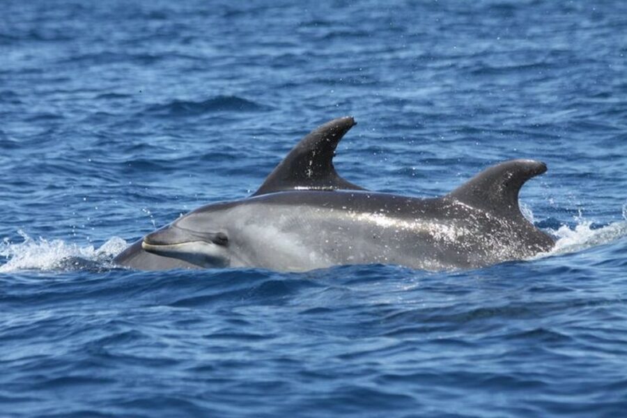 Albufeira: Dolphin Watching and Benagil Cave - Who should book this Albufeira dolphin and Benagil cave cruise?