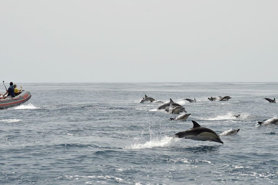 Albufeira: Dolphin Watching and Benagil Cave Boat Cruise - Price and value: why about $35 can make sense here