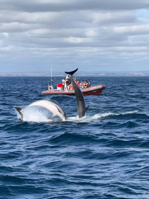 Albufeira: Dolphin Watching and Benagil Cave Boat Cruise - Albufeira Marina to open water: what the start feels like