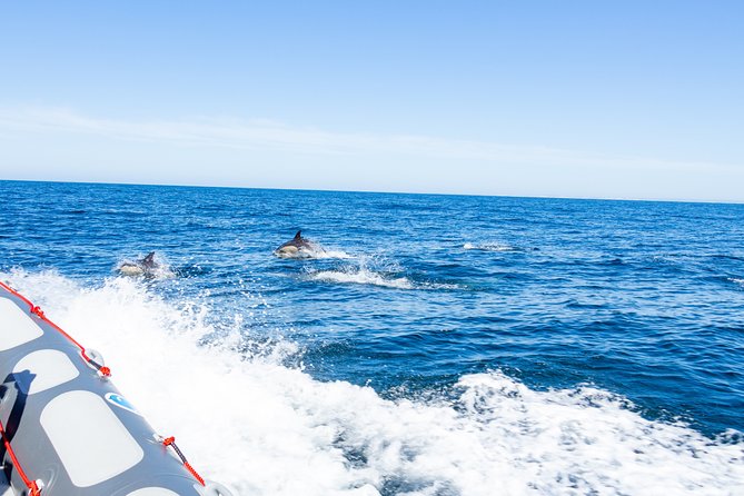Albufeira: Dolphins and Caves Private Tour - Private-boat comfort for families and photo lovers