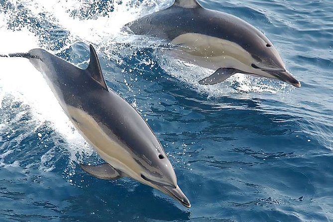 Albufeira: Dolphins and Caves Private Tour - Meeting point, timing, and why you should plan for no hotel pickup
