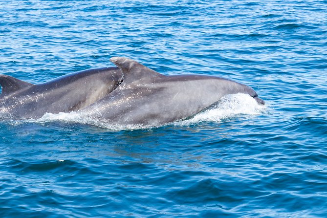 Albufeira: Dolphins and Caves Private Tour - Who should book this dolphin and cave private tour