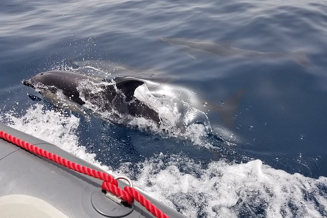 Albufeira: Dolphins and Caves Tour - Why this dolphin-and-cave combo makes sense in Albufeira