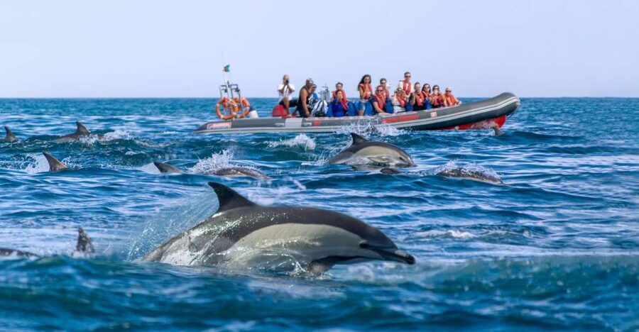 Albufeira: Dolphins & Benagil Caves RIB Tour - Should You Book the Albufeira Dolphins & Benagil RIB Tour?