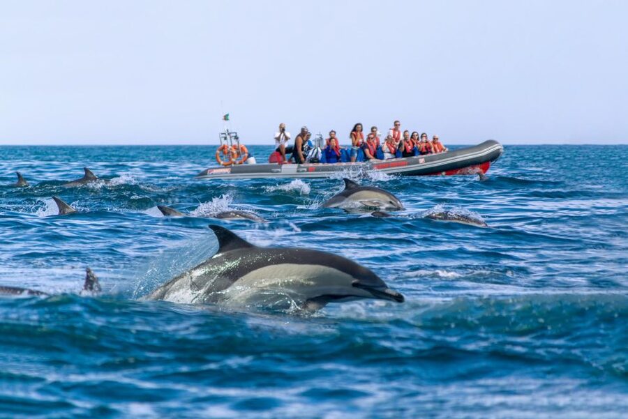 Albufeira: Dolphins & Benagil Caves RIB Tour - Dolphin Watching With a Marine Biologist, Not Just a Look-See