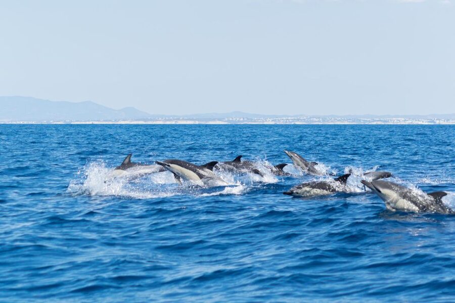 Albufeira: Dolphins & Benagil Caves RIB Tour - Who This Tour Fits Best (and Who Should Skip It)