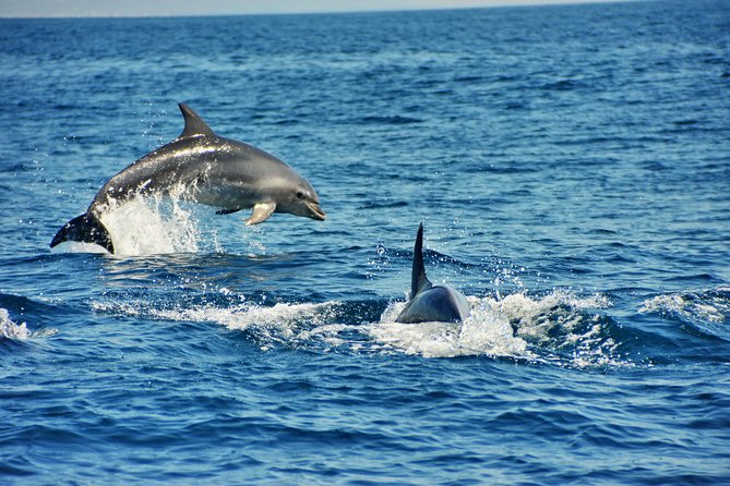 Albufeira Dreamer Boat Trip - Swim Stop Reality Check: What You Can Safely Plan for