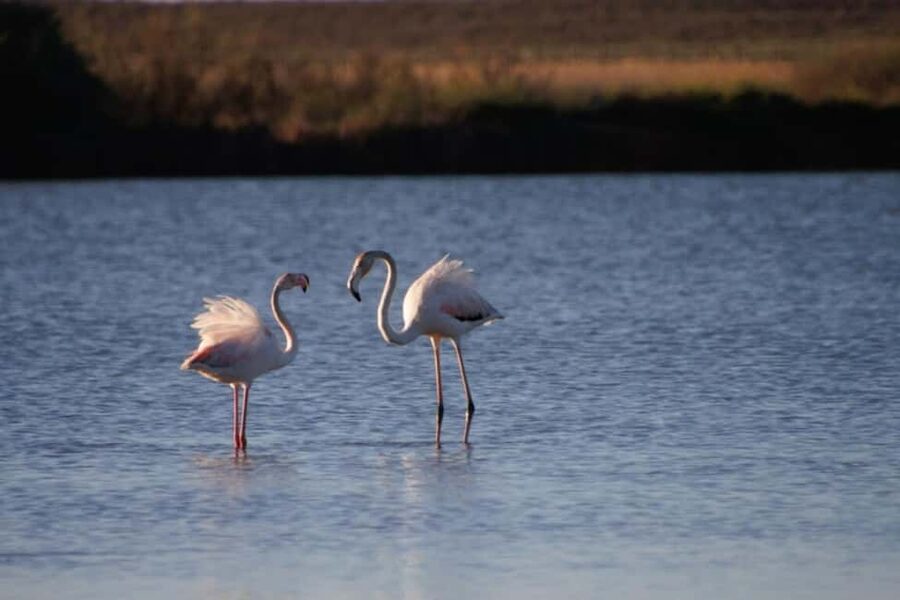 Albufeira: E-Bike tour of Nature Trails and Tradition - Lagoa dos Salgados and Salgados Natural Park: Wildlife Viewing on Two Wheels