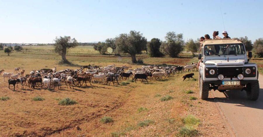 Albufeira: Jeep Safari Half-Day Countryside Tour - Why this half-day Jeep safari feels more real than a beach tour