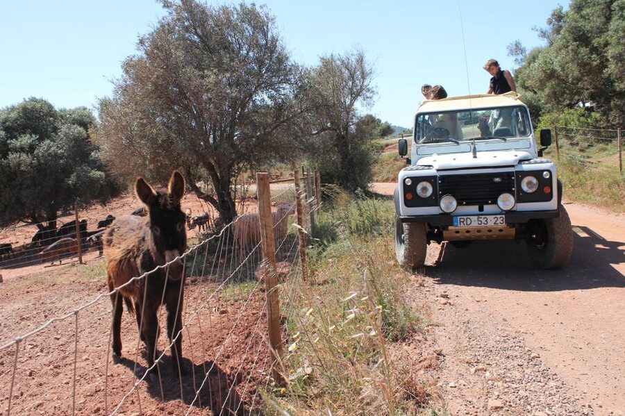 Albufeira: Jeep Safari Half-Day Countryside Tour - Paderne village time: shopping, crafts, and an honest local feel