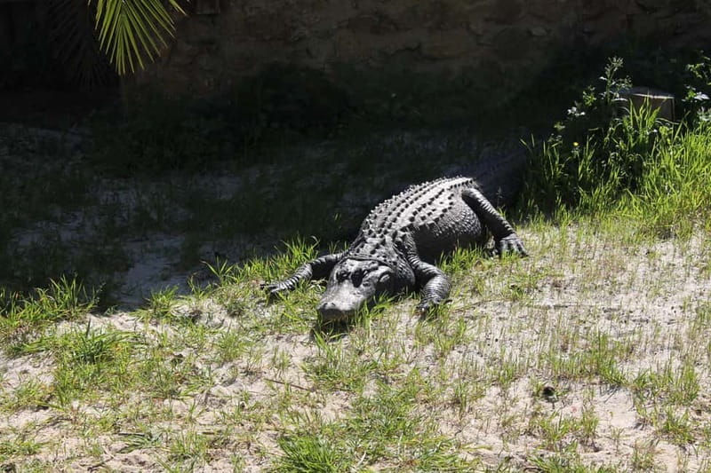Albufeira Jeep Safari with Zoo - What to bring and how to enjoy it more (without overthinking)
