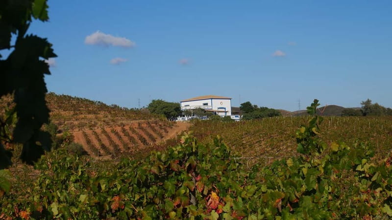 Albufeira, Olhão, Faro: Visit a vineyard, Free time in Silves - Key highlights at a glance