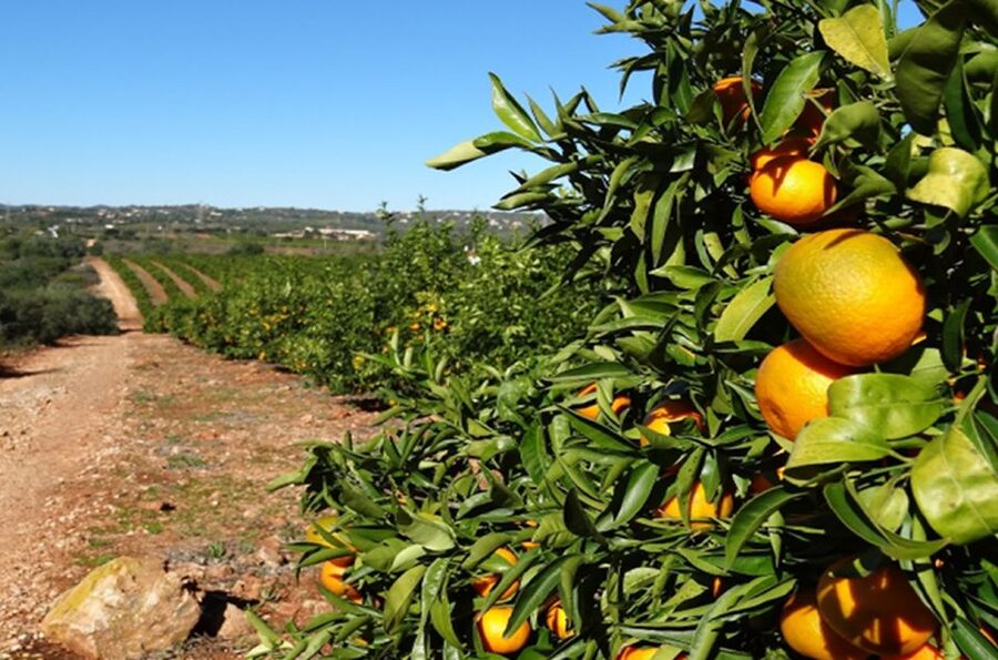 Albufeira: Safari Excursion in the Algarve Mountains - What You’ll Learn From the Guide, Even If You Skip the Shopping