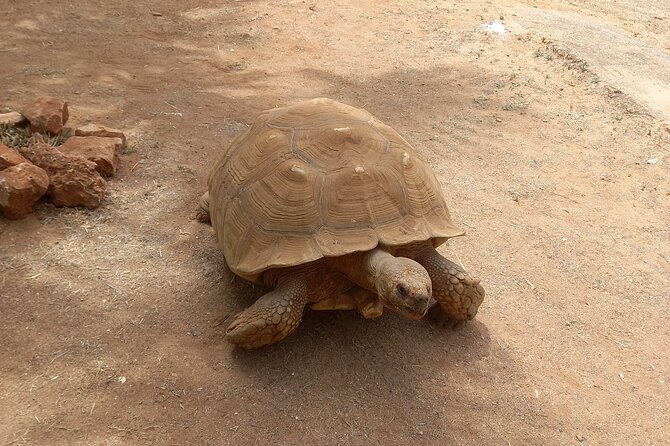 Albufeira Safari w/ Krazy World Visit, Bones & Animals - Paderne Castle ruins: ancient walls for Albufeira’s inland side
