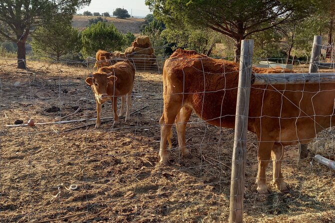 Albufeira Safari w/ Krazy World Visit, Bones & Animals - Price and value: why $65.90 adds up for the time you get