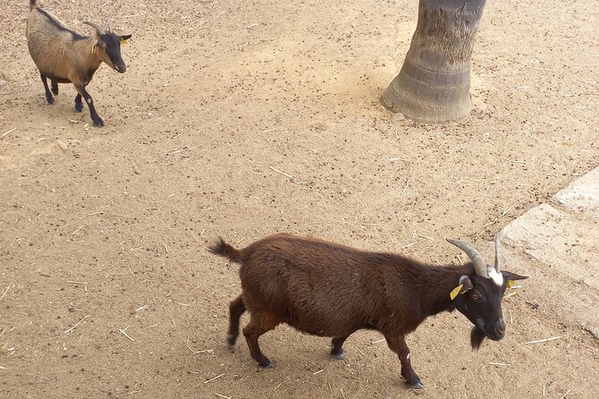 Albufeira Safari w/ Krazy World Visit, Bones & Animals - When this tour fits you best (and when it does not)