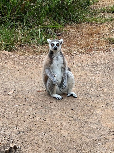Albufeira Safari with entrance in Krazy World & Bone Chapel - What the Day Feels Like in Real Time