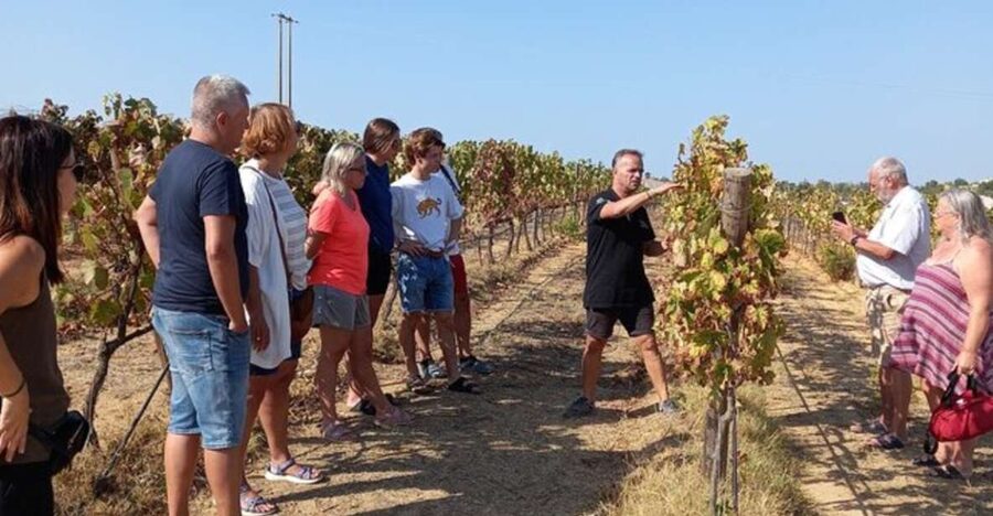 Albufeira/Vilamoura: Winery Tour with Wine Tasting and Tapas - Pickup to photo stops: how this 3-hour tour really starts