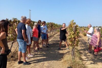 Albufeira/Vilamoura: Winery Tour with Wine Tasting and Tapas