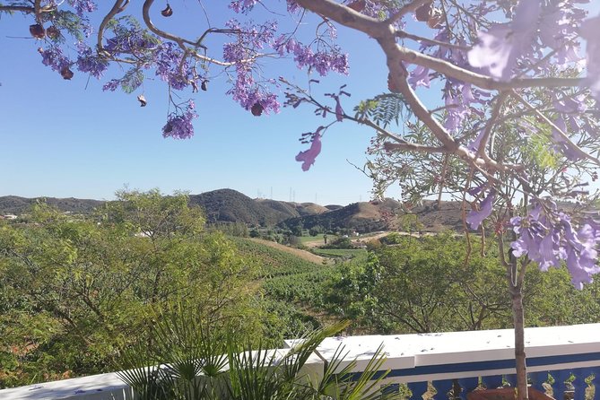 Albufeira Wine Tasting: Boutique Winery Tour & Historic Silves - What you actually eat and drink (and how to plan your day)
