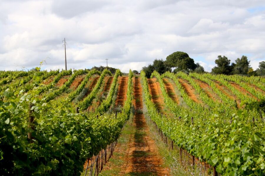 Algarve: 3 Types of Wine Tastings with Vineyard Views - Quinta dos Vales, Algarve: A Winery Visit That Feels Like Real Portugal