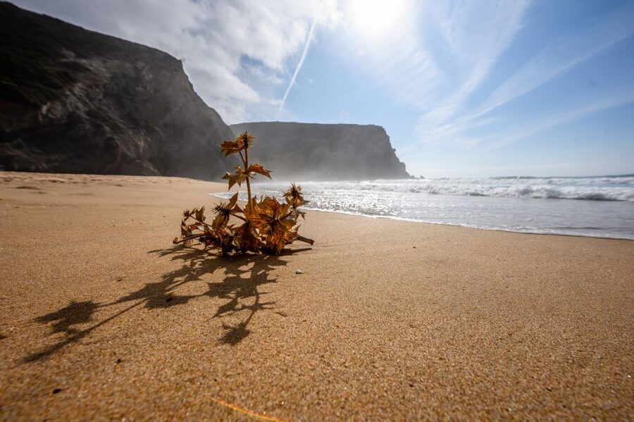 Algarve: Amazing Private Surf Lesson 2 hours - Eco Surfing With Real Purpose, Not Just a Slogan