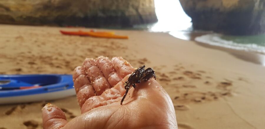 Algarve: Benagil Cave Sunrise Kayak Tour with Shower Use - What to Bring (and What to Skip)