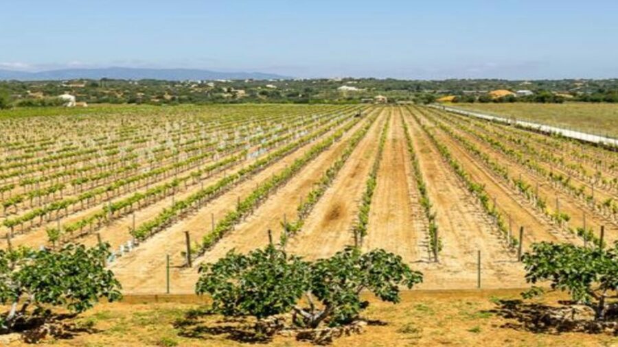 Algarve: Classic Wine Tour & Tasting in Silves - Quick takeaways for your Silves wine afternoon
