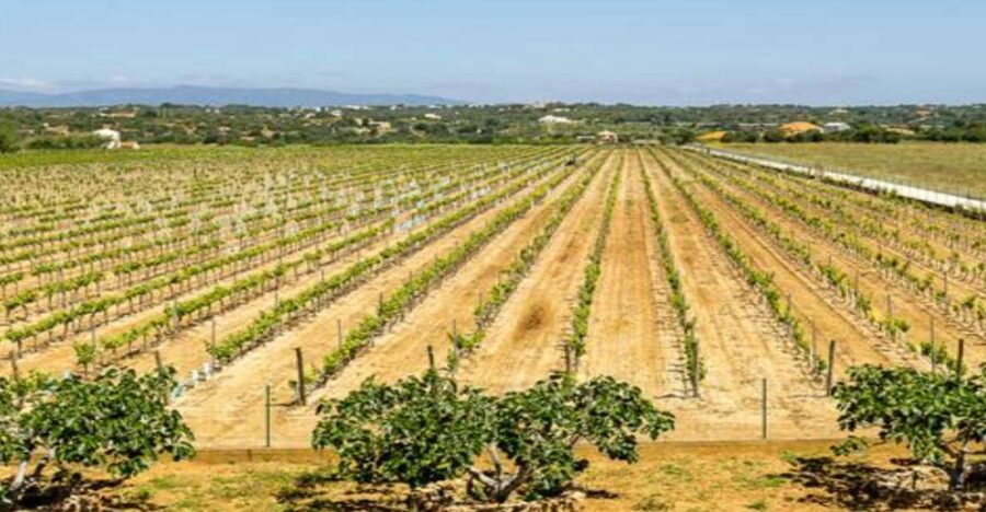 Algarve: Classic Wine Tour & Tasting in Silves - Native Algarve grapes, explained the way it clicks
