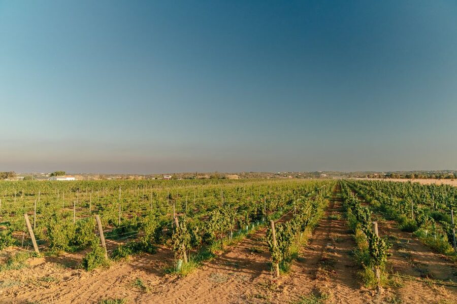 Algarve: Classic Wine Tour & Tasting in Silves - Languages and group feel: small but well run